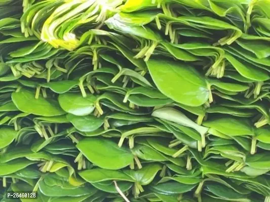 Betel Leaf Plant