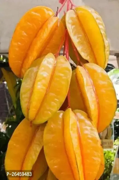 Star Fruit Carambola Grafted Plant-thumb0