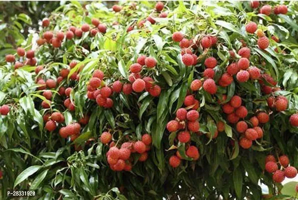 Fulmala Nursery Litchi Plant Height 1.2-1.45 Fit, With Growing Bag-thumb0