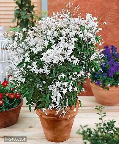 Jasmine PlantHybrid Esey To Grow No Nead To extra Care [ S237]-thumb0