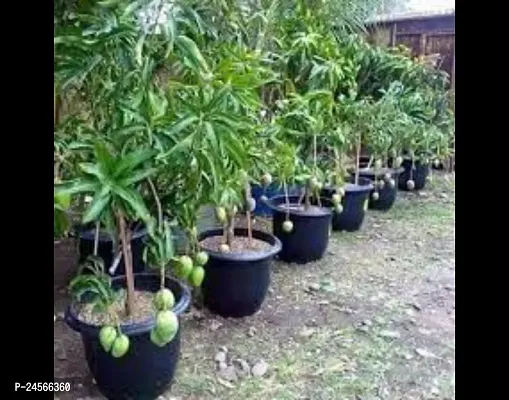 Mango PlantHybrid Esey To Grow No Nead To extra Care [ S243]-thumb0