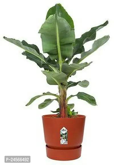 Banana PlantHybrid Esey To Grow No Nead To extra Care [ S371]-thumb0