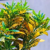 BALUBITA Hybrid Croton Plant[BB1778]-thumb1