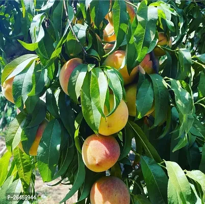 Mango Plant-thumb0