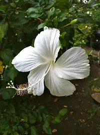 BALUBITA Hybrid Hibiscus Plant[BB1884]-thumb1