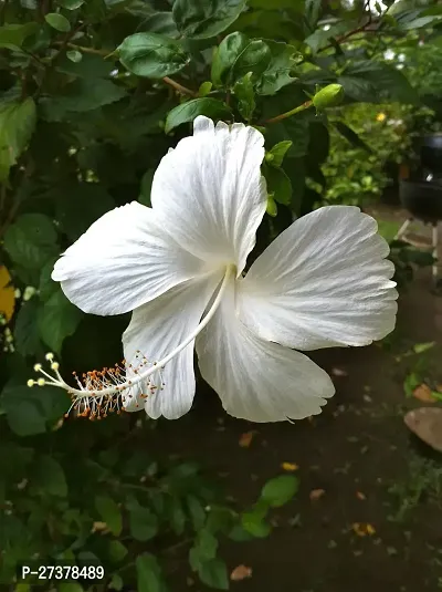 BALUBITA Hybrid Hibiscus Plant[BB1884]-thumb2