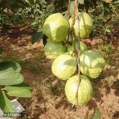 BALUBITA Hybrid Guava Plant[BB1787]-thumb0