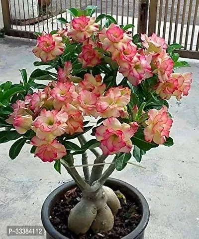 Adenium Flower Plant-thumb0