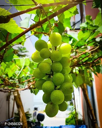 Grapes PlantHybrid Esey To Grow No Nead To extra Care [ S207]-thumb0