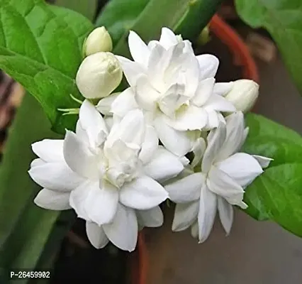 Jasmine Plant-thumb0