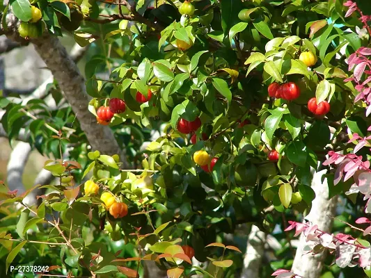 BALUBITA Hybrid Cherry Fruit Plant[BB1639]-thumb4