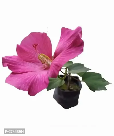 BALUBITA Hybrid Lotus Plant[BB1563]-thumb0