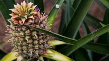 BALUBITA Hybrid Pine Apple Plant[BB1866]-thumb1