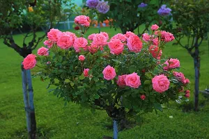 Fulmala Nursery Rose Plant Height 1.2-1.325 Fit, With Growing Bag-thumb1