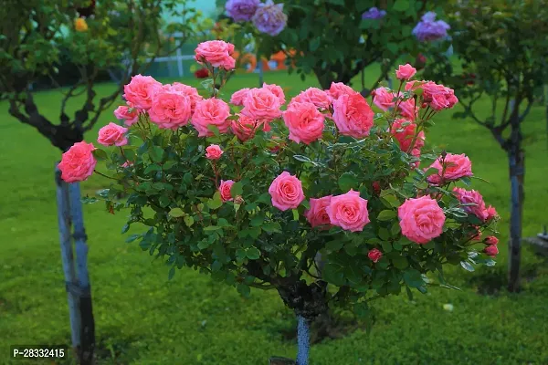 Fulmala Nursery Rose Plant Height 1.2-1.325 Fit, With Growing Bag-thumb2