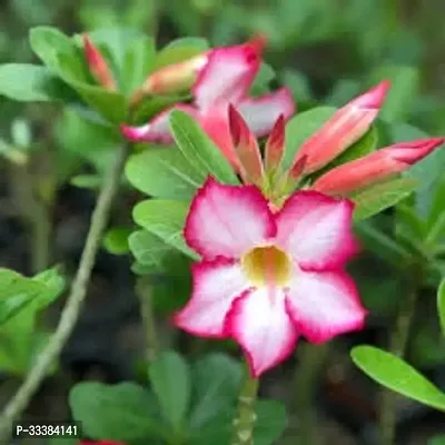 Adenium Flower Plant-thumb0