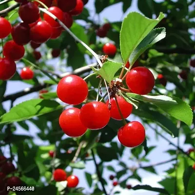 Cherry Fruit PlantHybrid Esey To Grow No Nead To extra Care [ S319]-thumb0