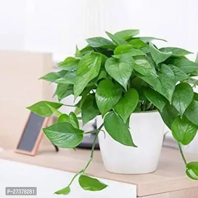 BALUBITA Hybrid Money Plant[BB1677]-thumb0