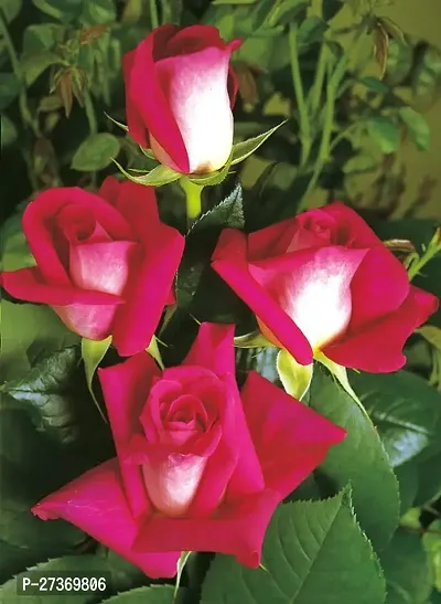 BALUBITA Hybrid Rose Plant[BB1536]-thumb0