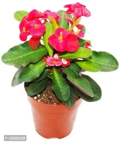 Euphorbia PlantHybrid Esey To Grow No Nead To extra Care [ S203]-thumb0