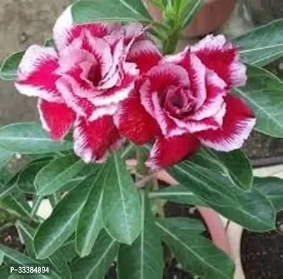 Adenium Flower Plant-thumb0