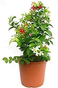 Fulmala Nursery Madhumalti/Rangoon Creeper , Plant Hight 1.2-1.342 Fit, With Growing Bag-thumb1