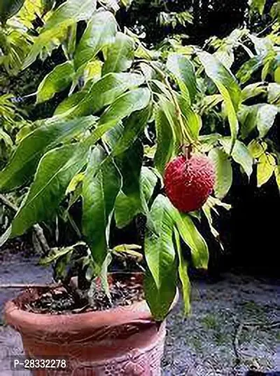 Fulmala Nursery Litchi Plant Height 1.2-1.225 Fit, With Growing Bag-thumb0