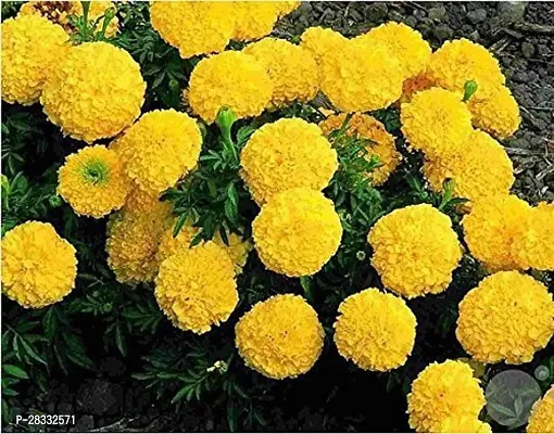 Fulmala Nursery Marigold Plant Height 1.2-1.449 Fit, With Growing Bag-thumb0