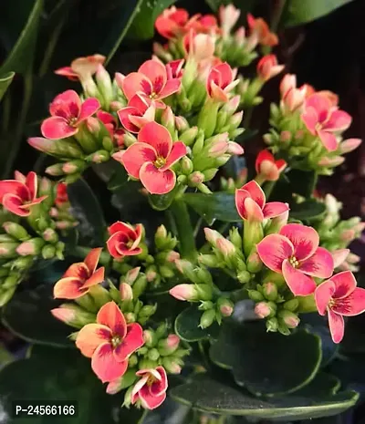 Kalanchoe PlantHybrid Esey To Grow No Nead To extra Care [ S51]-thumb0