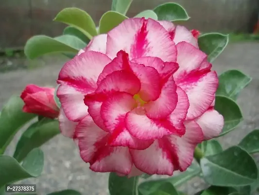 BALUBITA Hybrid Adenium Plant[BB1771]-thumb0