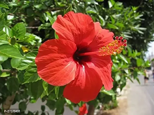 BALUBITA Hybrid Hibiscus Plant[BB1886]-thumb0