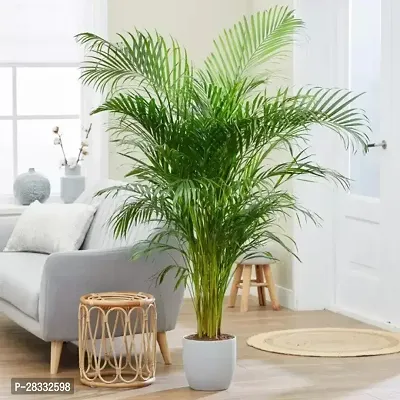 Fulmala Nursery Areca Palm , Plant Hight 1.2-1.471 Fit, With Growing Bag-thumb0