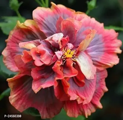 Hibiscus PlantHybrid Esey To Grow No Nead To extra Care [ S261]-thumb0