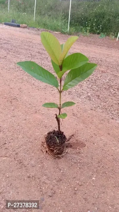 BALUBITA Hybrid Guava Plant[BB1788]-thumb4