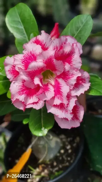 Adenium Plant