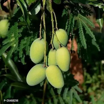 Mango Plant-thumb0