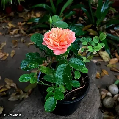 BALUBITA Hybrid Rose Plant[BB1647]