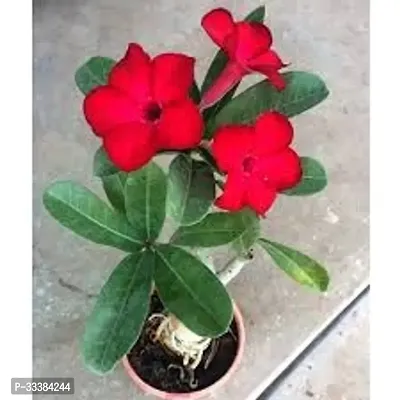 Adenium Flower Plant-thumb0