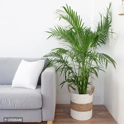 Areca PalmHybrid Esey To Grow No Nead To extra Care [ S325]-thumb0