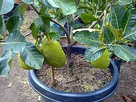 Fulmala Nursery Jack Fruit Plant Height 1.2-1.54 Fit, With Growing Bag-thumb1