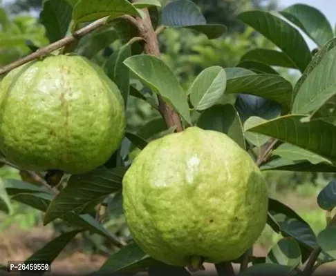 Guava Plant-thumb0