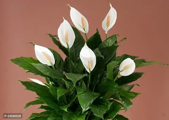 Peace Lily PlantHybrid Esey To Grow No Nead To extra Care [ S403]