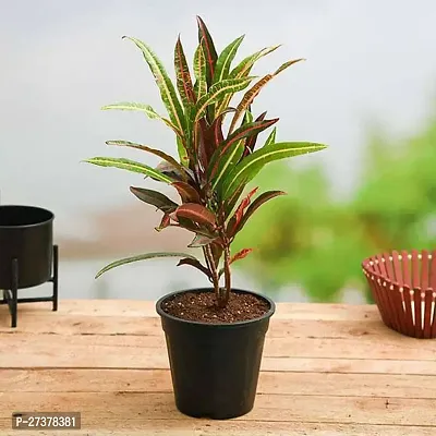 BALUBITA Hybrid Croton Plant[BB1777]-thumb0