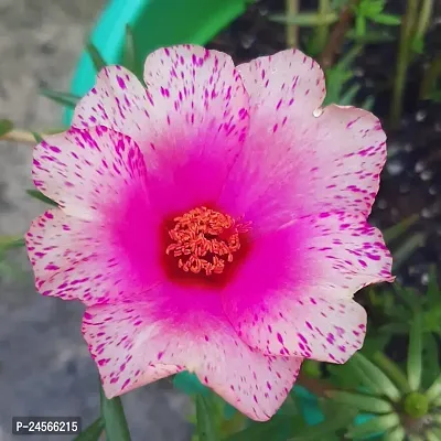 Portulaca Plant Hybrid Essay To Grow No Need To extra Care [ S99]-thumb0