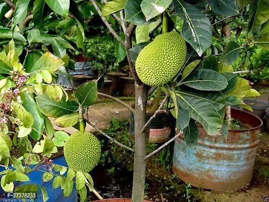 BALUBITA Hybrid Jackfruit Plant[BB1630]-thumb0