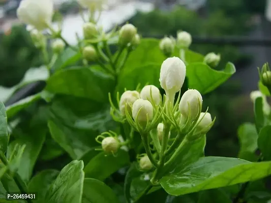 Jasmine Plant