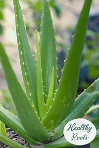 BALUBITA Hybrid Aloe Vera Plant[BB1599]-thumb2