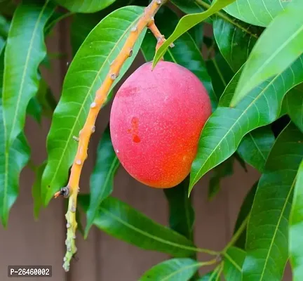 Mango Plant-thumb0