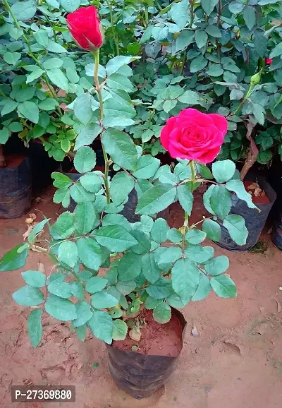 BALUBITA Hybrid Rose Plant[BB1571]-thumb2