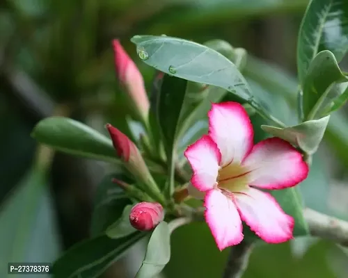 BALUBITA Hybrid Adenium Plant[BB1772]-thumb3